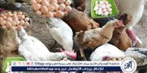 أسعار الفراخ والبيض اليوم الإثنين 8 يونيو 2026 في الأقصر