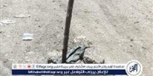 غطاء صرف صحي متهالك يتسبب في إعاقة المرور وتلفيات متكررة للسيارات بطنطا