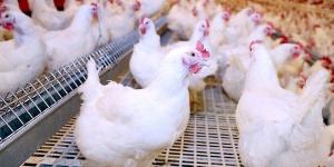 شعبة الدواجن : انخفاض الأسعار يهدد الصناعة في مصر .. التراجع غير منطقي وخطير