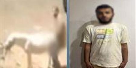 سقوط المتهم بإساءة معاملة دابة في شبين القناطر.. والتحقيقات تكشف معاناته من اضطرابات نفسية