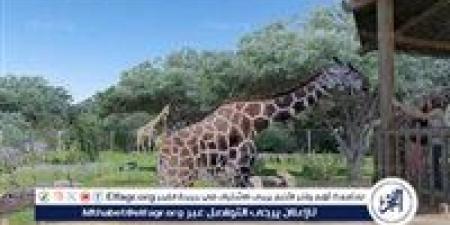 موعد افتتاح حديقة حيوان الجيزة 2026.. عودة «جنينة الحيوانات» بعد تطوير شامل
