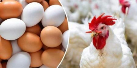 هتشتريها بكام بكرة؟.. هبوط جديد في أسعار الدواجن بالأسواق
