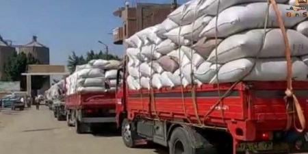 تموين بني سويف: استلام أكثر من 338 ألف طن قمح بالصوامع والشون