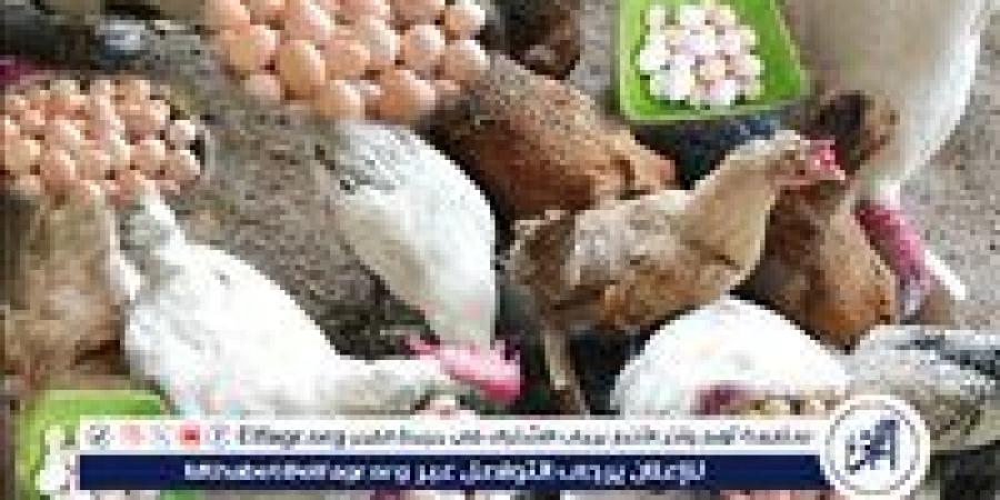 أسعار الفراخ والبيض اليوم الإثنين 8 يونيو 2026 في الأقصر
