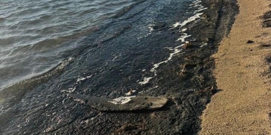 لغز بقعة الزيت على شاطئ الجبيل.. لجنة فنية تتدخل لتحديد المصدر وحجم التأثير البيئي في طور سيناء