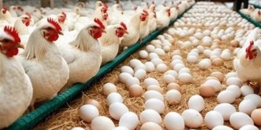 هبوط البيض والبانيه.. أسعار الفراخ اليوم الثلاثاء