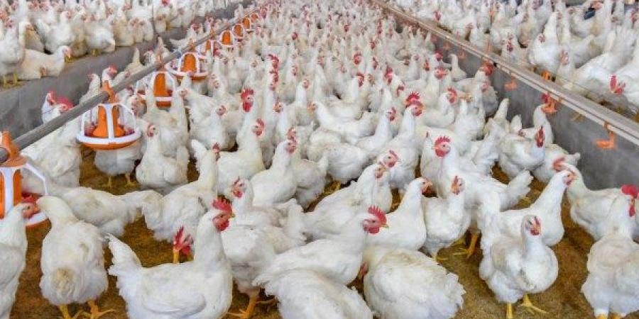 هل تشتري الآن أم تنتظر؟ توقعات أسعار الدواجن الأيام المقبلة