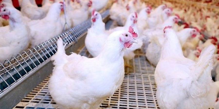 شعبة الدواجن : انخفاض الأسعار يهدد الصناعة في مصر .. التراجع غير منطقي وخطير