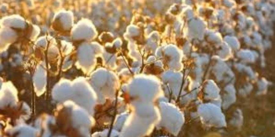 مع تراجع الإنتاج والصادرات.. استهلاك القطن المصري يقفز 70%