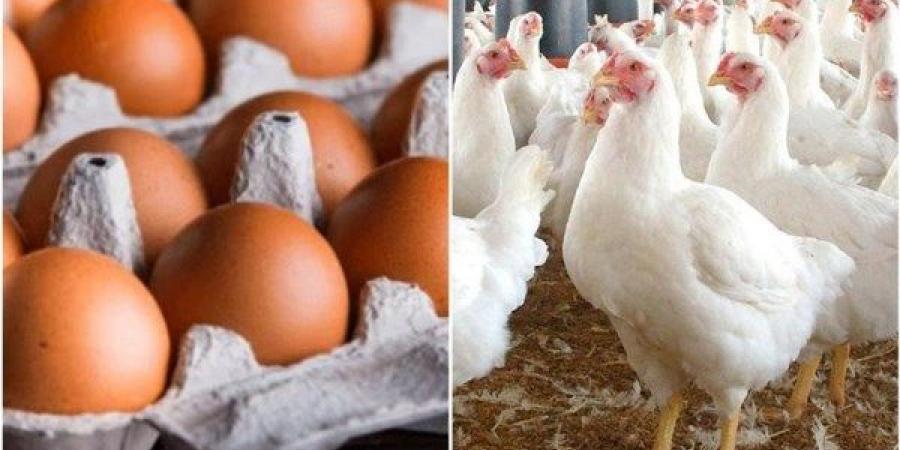 البيض بـ 65 جنيها في المزرعة.. اتحاد منتجي الدواجن: لا دور لأي سمسار في تحديد الأسعار