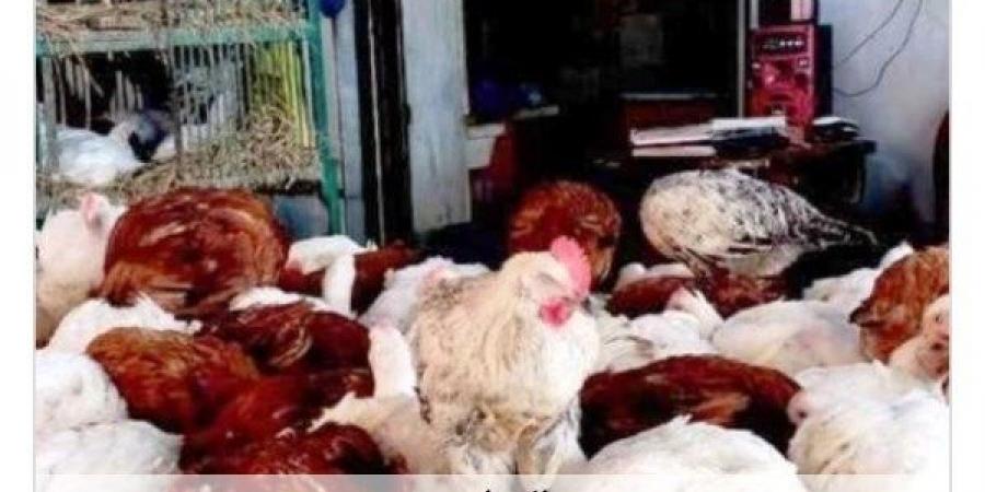 أسعار الدواجن في أسوان اليوم الثلاثاء 9-6-2026