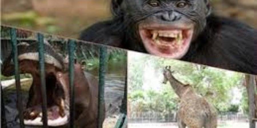 بعد 3 سنوات من الإغلاق.. موعد افتتاح جنينة الحيوان وأبرز الإضافات الجديدة
