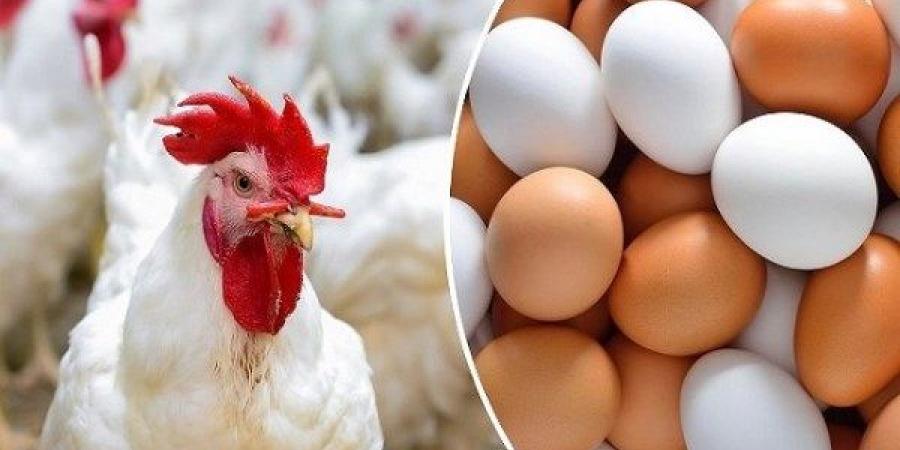 الفراخ بـ 70 جنيه .. مفاجأة بشان أسعار الدواجن والبيض بالأسواق