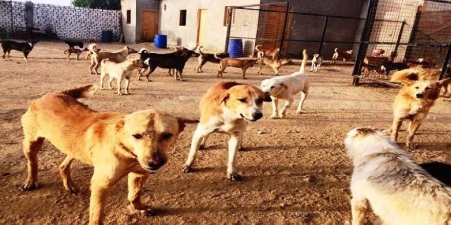 النائبة نسرين عمر: إحنا بندفع ملايين بسبب العقر والبيانات عن الكلاب الضالة ناقصة | فيديو