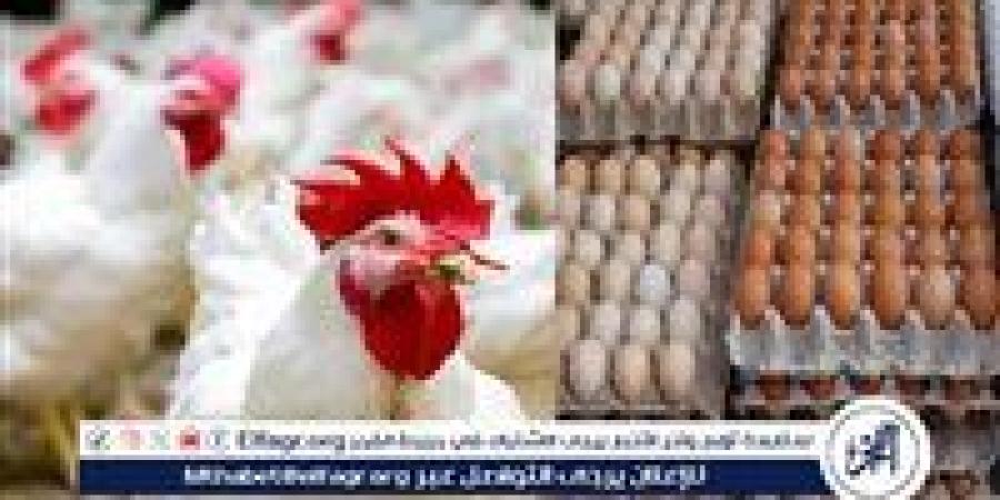 اتحاد المنتجين: "مصر للطيران" خفضت ٢٠٪ على شحن الدواجن والبيض