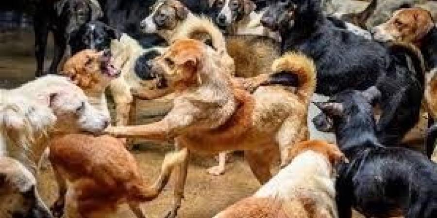 زراعة النواب تناقش أزمة الكلاب الضالة.. ونسرين عمر: تكلفة أمصال العقر مليون جنيه شهريا